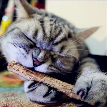 5ШТ Кошка чистит зубы Чистой натуральной кошачьей мятой, палочка зубной пасты для коренных зубов домашних кошек silvervine actinidia, палочки для кошачьих закусок, уход за зубами 5